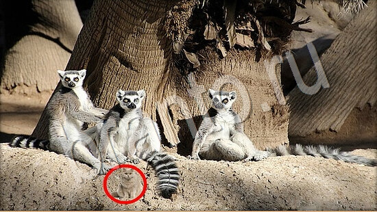 ответы на игру в одноклассниках Где же кот Уровень 7766