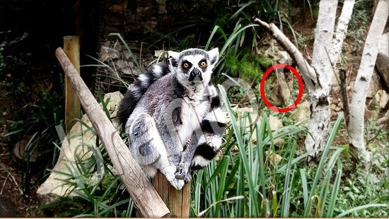 Где же кот игра ответы в одноклассниках Уровень 7767