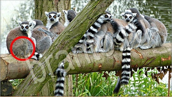 Где же кот? ответы Уровень 7768