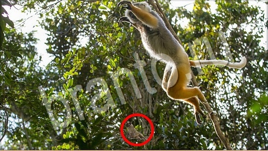 Где же кот? подсказки Уровень 7769