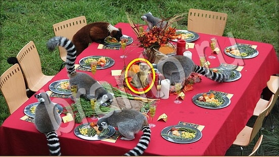 Где же кот? помощь Уровень 7770