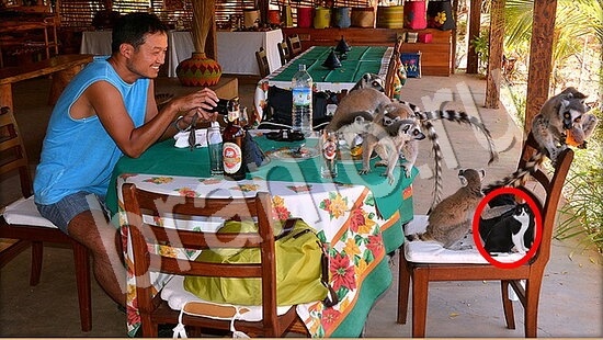 решебник на игру Где же кот Уровень 7771