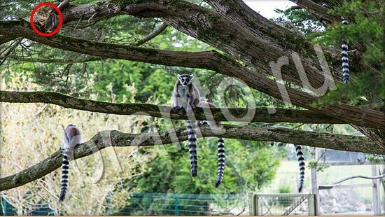 Где же кот? решения Уровень 7772