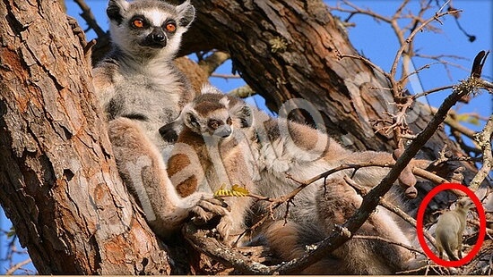 Где же кот игра ответы Уровень 7773