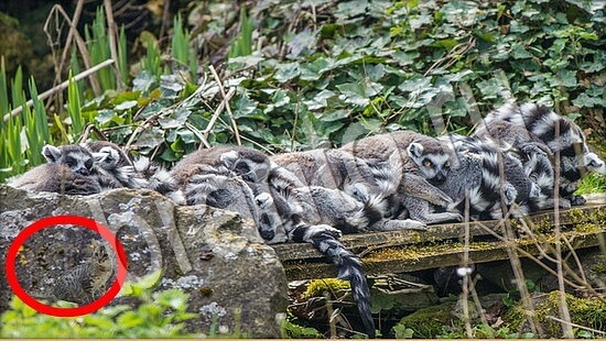 Где же кот игра подсказки Уровень 7774