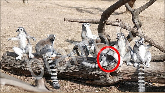 Где же кот игра помощь Уровень 7775