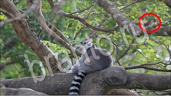 Где же кот ответы в картинках Уровень 7776