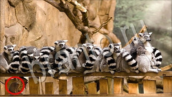 Игра Где же кот ответы Уровень 7777