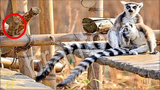 Игра Где же кот подсказки Уровень 7778