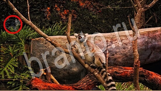 игра Где же кот помощь Уровень 7779