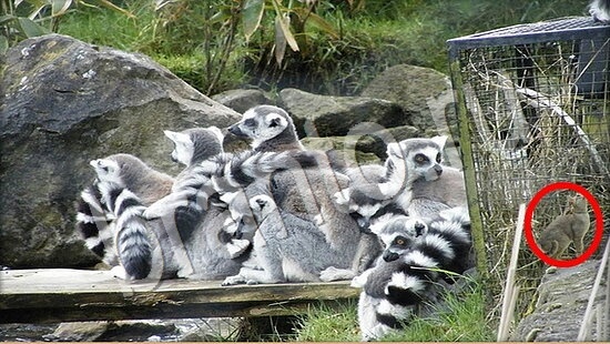 Игра Где же кот прохождение Уровень 7780