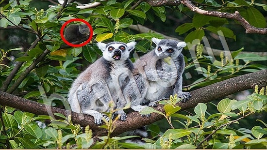 прохождение на игру Где же кот Уровень 7781