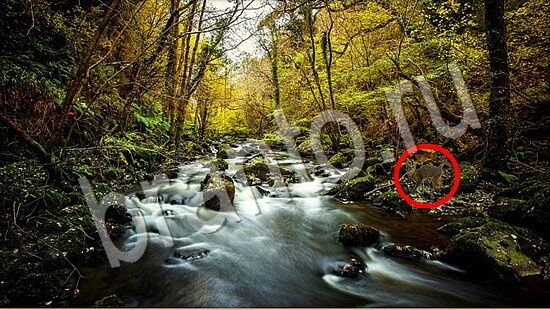 Где же кот прохождение игры Уровень 7782