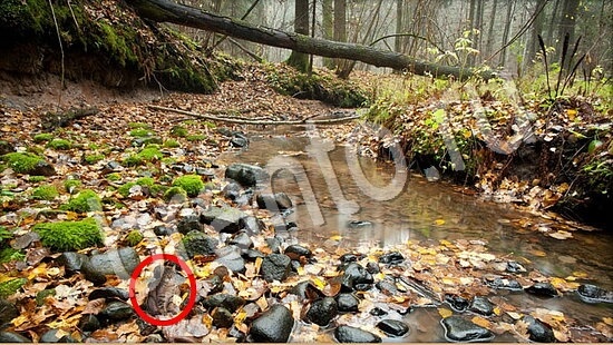 ответы Где же кот Уровень 7785