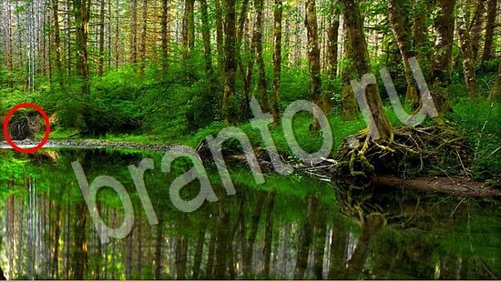 ответы Где же кот? в одноклассниках Уровень 7786