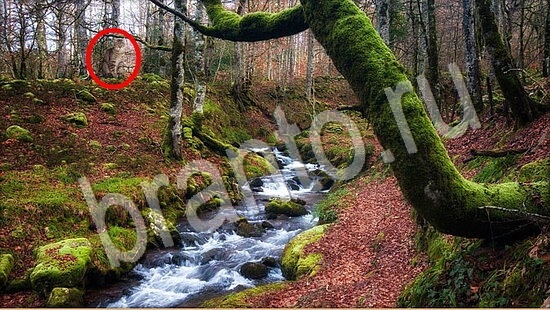 решения для игры Где же кот Уровень 7788