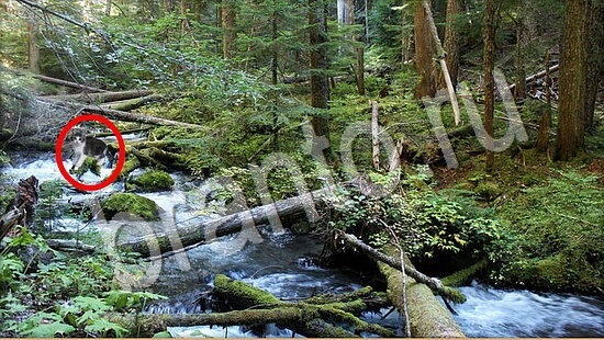 Где же кот игра ответы Уровень 7789