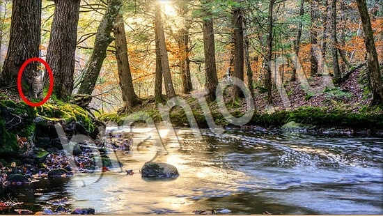ответы на игру Где же кот в скриншотах Уровень 7792