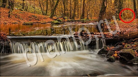 ответы на игру Где же кот Уровень 7794