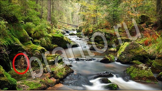 ответы на игру Где же кот Уровень 7796