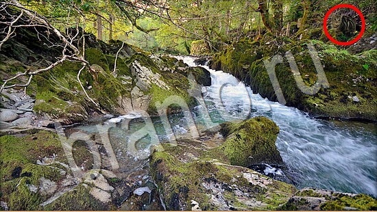 ответы на игру Где же кот Уровень 7801