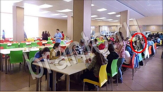 Где же кот? ответы Уровень 7808