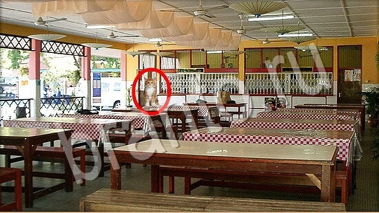 Где же кот игра помощь Уровень 7815