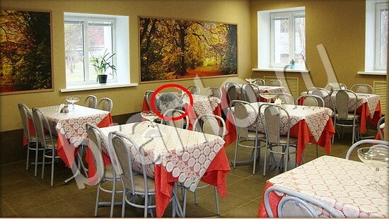 Игра Где же кот подсказки Уровень 7818