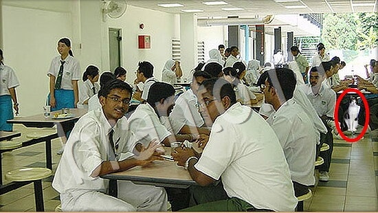 прохождение на игру Где же кот Уровень 7821