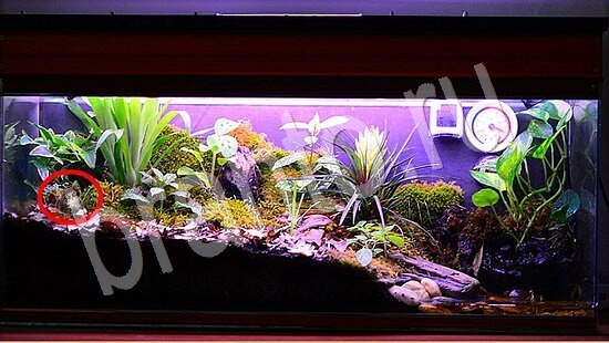 Подсказки на игру Где же кот Уровень 7842