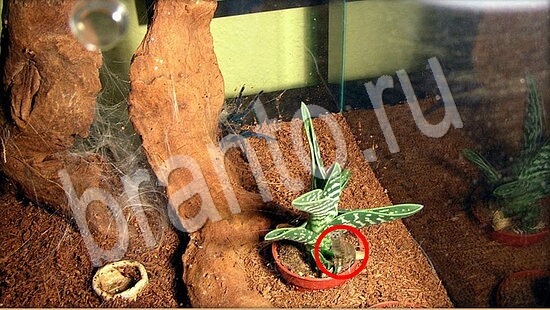 Помощь на игру Где же кот Уровень 7844