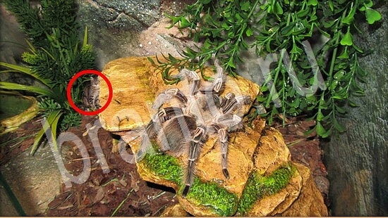 ответы к игре Где же кот Уровень 7845