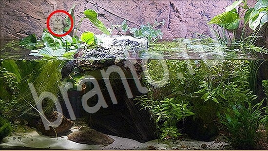 ответы на игру в одноклассниках Где же кот Уровень 7846