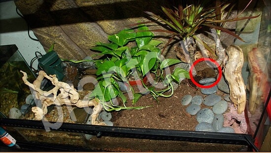 Где же кот игра ответы в одноклассниках Уровень 7847