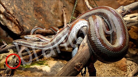 Где же кот? ответы Уровень 7848