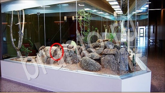 Где же кот? помощь Уровень 7850