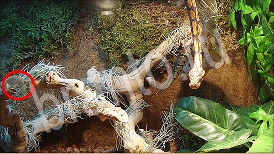 Где же кот? решения Уровень 7852