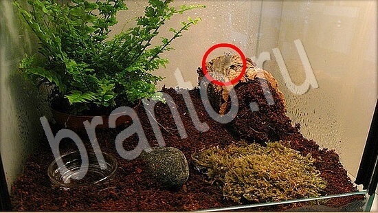 Где же кот игра подсказки Уровень 7854