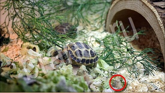 Где же кот игра помощь Уровень 7855