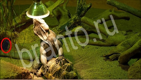 Где же кот ответы в картинках Уровень 7856