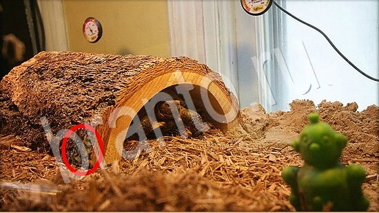 Игра Где же кот ответы Уровень 7857