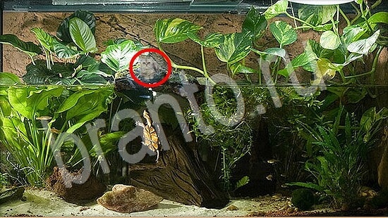 Игра Где же кот подсказки Уровень 7858