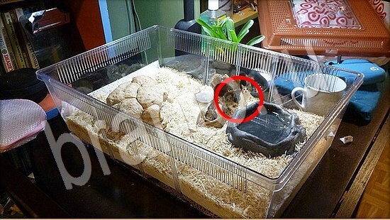 игра Где же кот помощь Уровень 7859