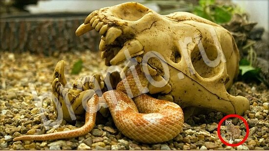 прохождение на игру Где же кот Уровень 7861