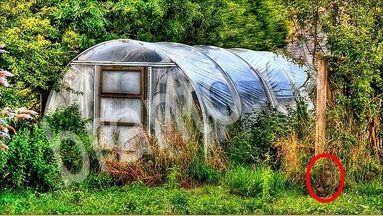 Где же кот прохождение игры Уровень 7862