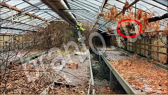 решения для игры Где же кот Уровень 7868