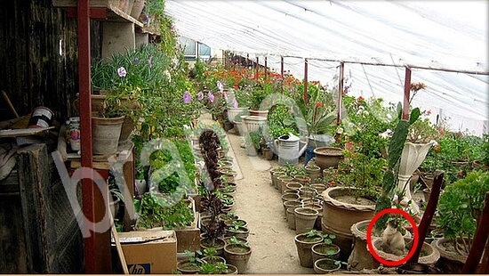 Где же кот игра ответы Уровень 7869