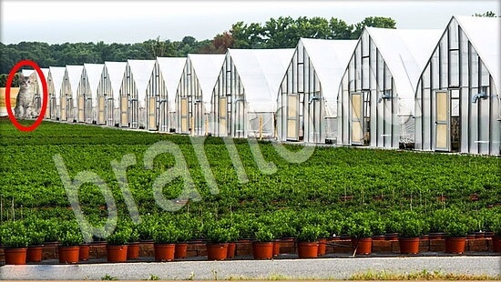 игра в одноклассниках Где же кот ответы Уровень 7870