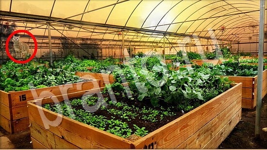 Где же кот помощь в картинках Уровень 7871