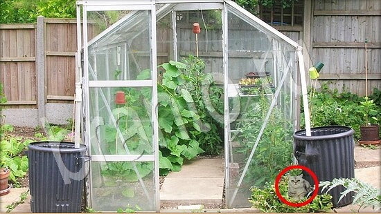 Где же кот ответы на новые задания Уровень 7873